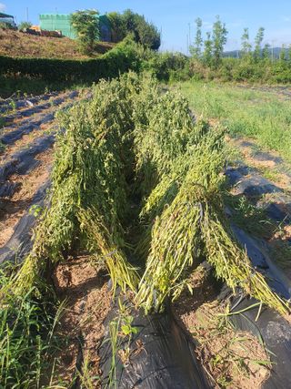 김영복님의 자유주제 · 자유게시판 작성글 사진