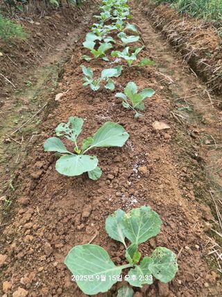 정택님의 자유주제 · 자유게시판 작성글 사진