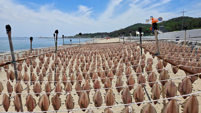 농수사님의 장터 판매 상품 [영덕 감포 물가자미 참가자미 ] 첨부 사진