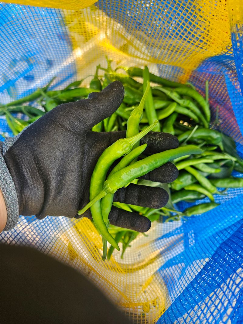 아이농장님의 장터 판매 상품 [풋고추 장아찌용 3kg] 첨부 사진