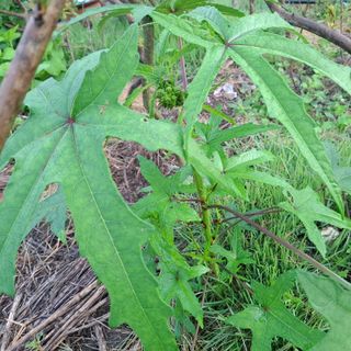 오영도님의 자유주제 · 자유게시판 작성글 사진