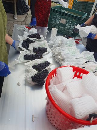 소백산단산포도이종석님의 자유주제 · 자유게시판 작성글 사진