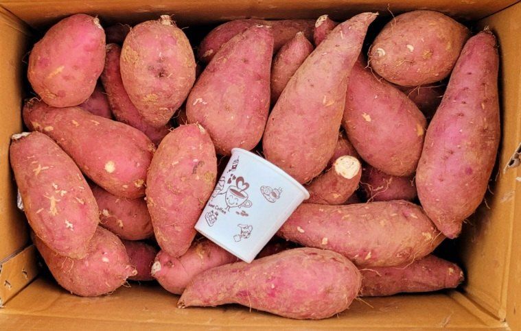 장터 상품 [햇고구마 판매합니다 ] 썸네일