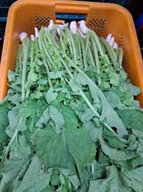 팜모닝 자유주제·자유게시판 게시글 이미지