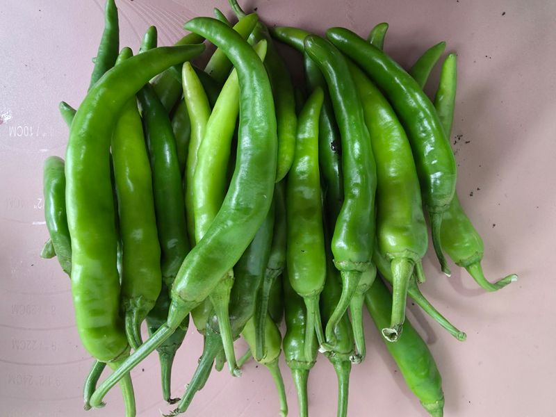 아이농장님의 장터 판매 상품 [풋고추 장아찌용 3kg] 첨부 사진