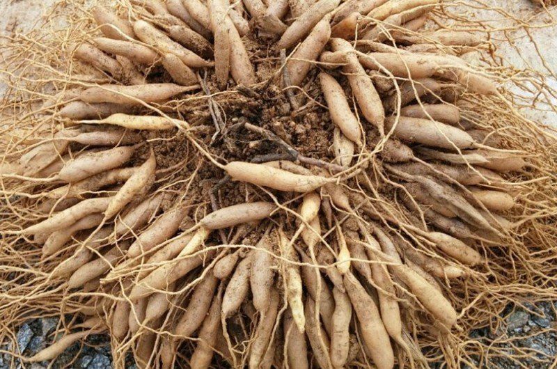 이창신님의 장터 판매 상품 [천문동조청500g] 첨부 사진