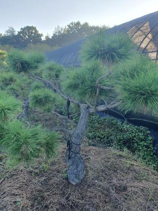 작은소나무님의 자유주제 · 자유게시판 작성글 사진