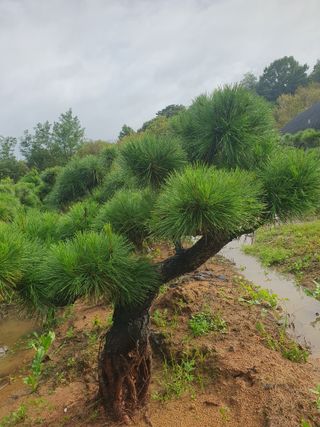 작은소나무님의 자유주제 · 자유게시판 작성글 사진
