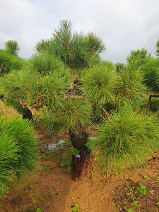 작은소나무님의 자유주제 · 자유게시판 작성글 사진