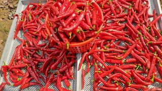 장수농장님의 자유주제 · 자유게시판 작성글 사진