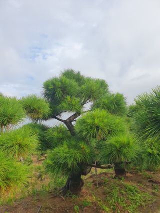 작은소나무님의 자유주제 · 자유게시판 작성글 사진