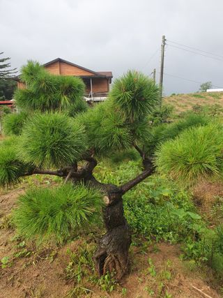 작은소나무님의 자유주제 · 자유게시판 작성글 사진