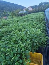 팜모닝 자유주제·자유게시판 게시글 이미지