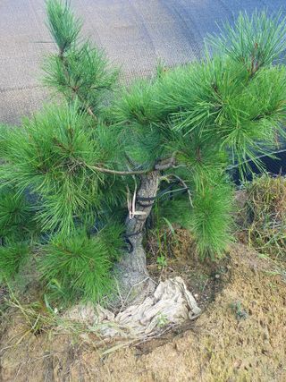 작은소나무님의 자유주제 · 자유게시판 작성글 사진