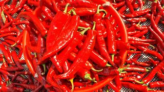 장수농장님의 자유주제 · 자유게시판 작성글 사진