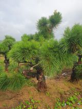 팜모닝 자유주제·자유게시판 게시글 이미지