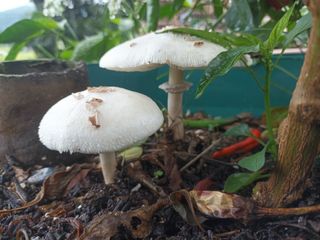 꽃봉산님의 농사, 무엇이든 물어보세요! · 참여글 작성글 사진