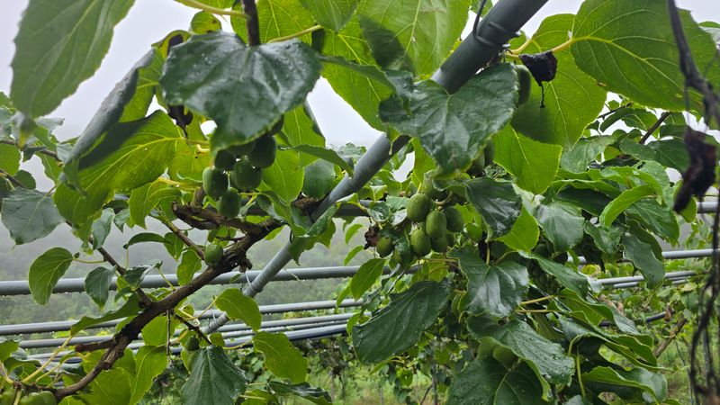 허 동길(길이농장)님의 장터 판매 상품 [토종다래 ] 첨부 사진