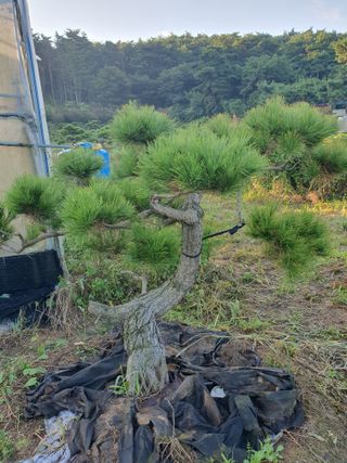 작은소나무님의 자유주제 · 자유게시판 작성글 사진