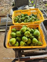 팜모닝 자유주제·자유게시판 게시글 이미지