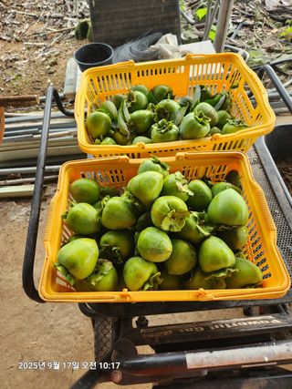 전봉호님의 자유주제 · 자유게시판 작성글 사진