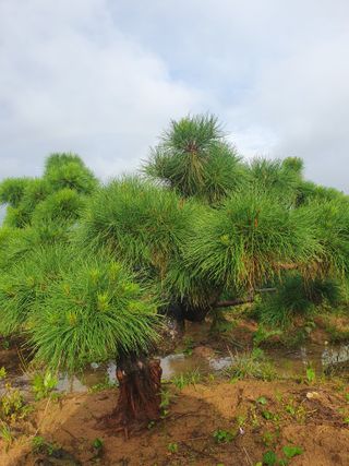 작은소나무님의 자유주제 · 자유게시판 작성글 사진