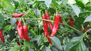 장수농장님의 자유주제 · 자유게시판 작성글 사진