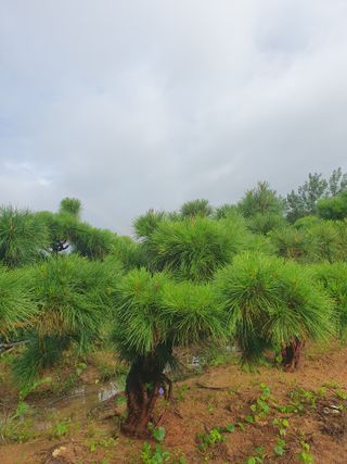 작은소나무님의 자유주제 · 자유게시판 작성글 사진
