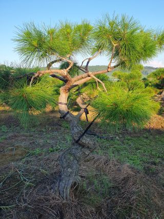 작은소나무님의 자유주제 · 자유게시판 작성글 사진