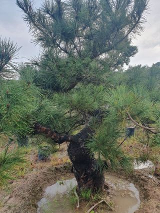 작은소나무님의 자유주제 · 자유게시판 작성글 사진