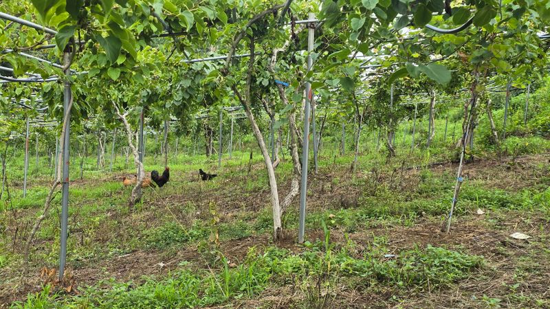 장터 상품 [토종다래 ] 썸네일