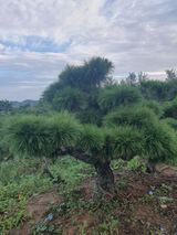 팜모닝 자유주제·자유게시판 게시글 이미지