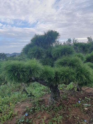 작은소나무님의 자유주제 · 자유게시판 작성글 사진