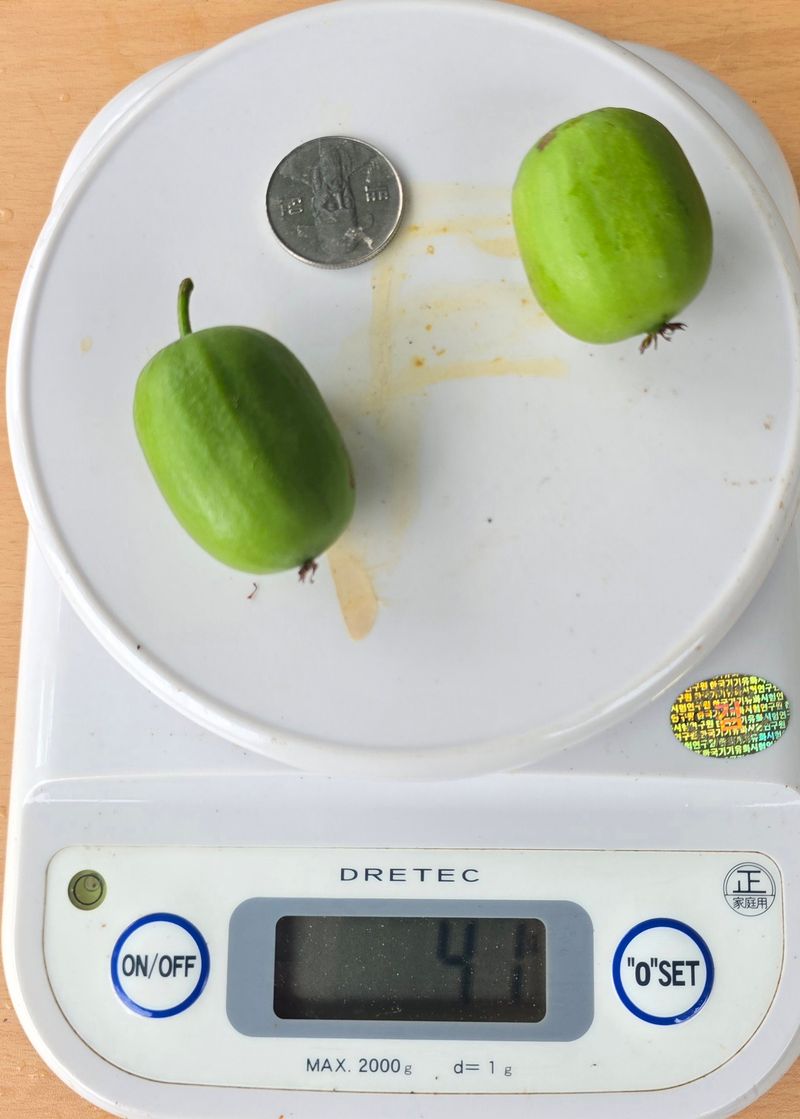 허 동길(길이농장)님의 장터 판매 상품 [토종다래 ] 첨부 사진