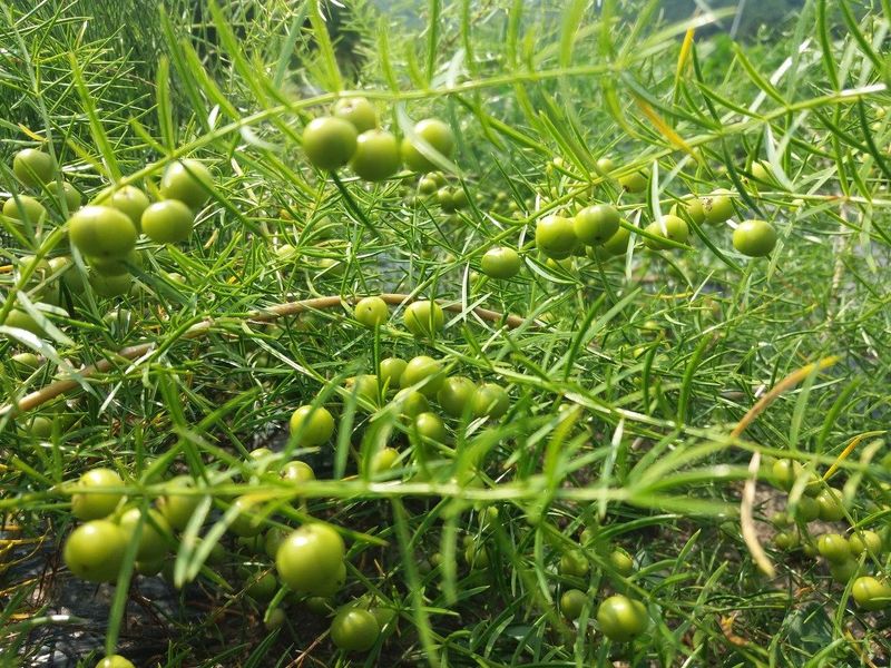 이창신님의 장터 판매 상품 [천문동조청500g] 첨부 사진