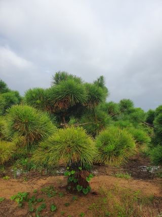작은소나무님의 자유주제 · 자유게시판 작성글 사진