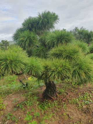 작은소나무님의 자유주제 · 자유게시판 작성글 사진