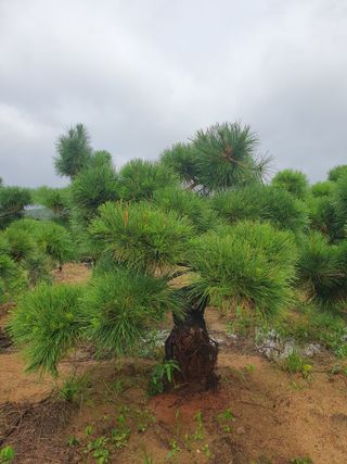 작은소나무님의 자유주제 · 자유게시판 작성글 사진