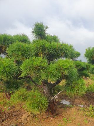 작은소나무님의 자유주제 · 자유게시판 작성글 사진