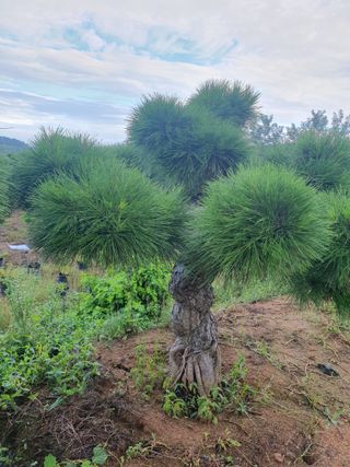 작은소나무님의 자유주제 · 자유게시판 작성글 사진