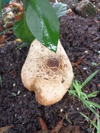 꽃봉산님의 농사, 무엇이든 물어보세요! · 참여글 작성글 사진