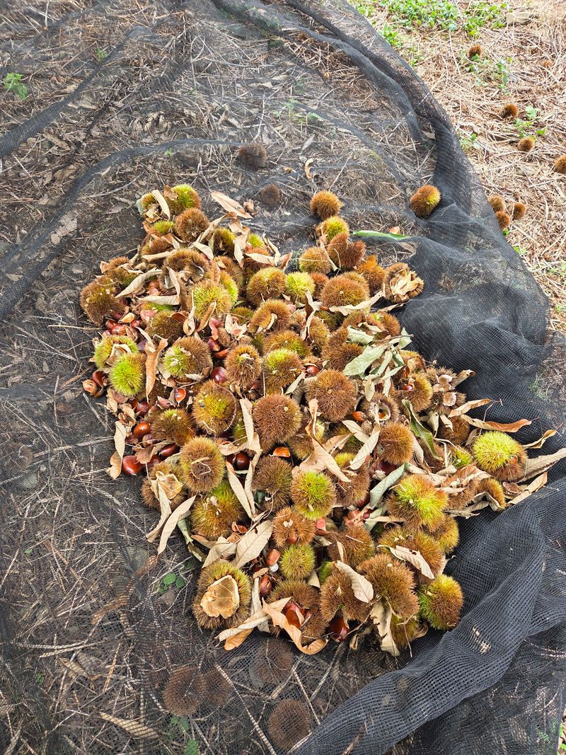 신연희님의 장터 판매 상품 [[판매완료] 뜨래밤(홀라당밤) 생밤,군밤용 2Kg] 첨부 사진