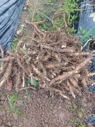 대구 바이오님의 자유주제 · 자유게시판 작성글 사진