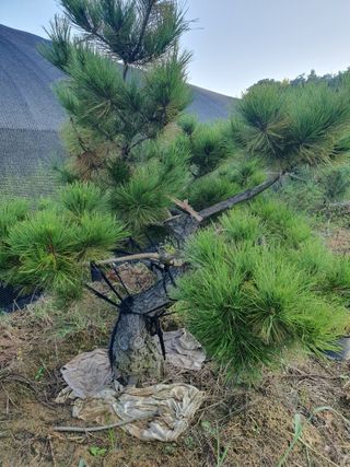 작은소나무님의 자유주제 · 자유게시판 작성글 사진