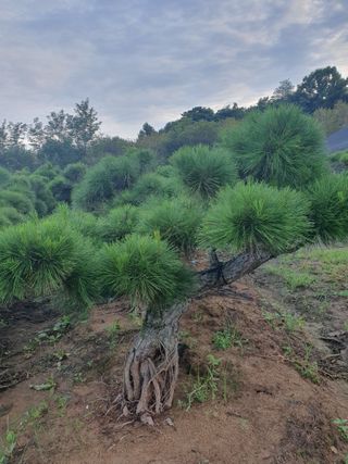 작은소나무님의 자유주제 · 자유게시판 작성글 사진