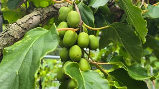 허 동길(길이농장)님의 작성글 사진