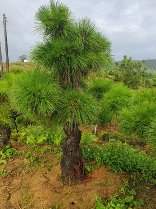 작은소나무님의 자유주제 · 자유게시판 작성글 사진
