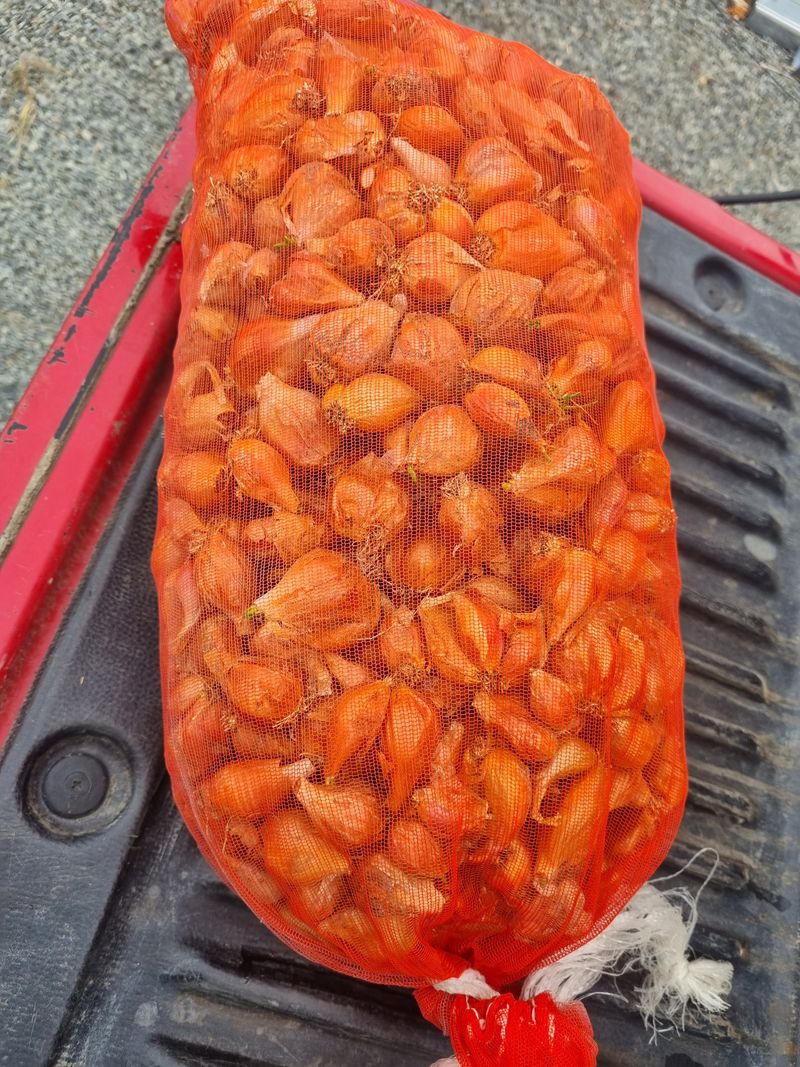 장터 상품 [쪽파종구4키로] 썸네일