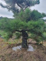 팜모닝 자유주제·자유게시판 게시글 이미지