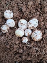 팜모닝 자유주제·자유게시판 게시글 이미지